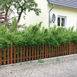 Bambushecke Fargesia, ungeschnitten