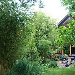 Phyllostachys vivax 'Aureocaulis'