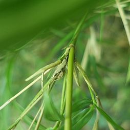 Pleioblastus chino 'Elegantissima' - Ausläufer