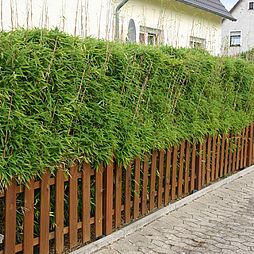Bambushecke Fargesia mit neuen Trieben