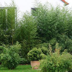 Phyllostachys bissetii als Sichtschutz