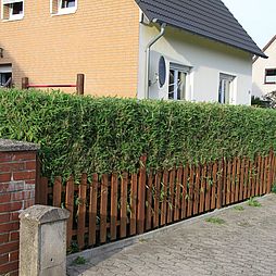 Bambushecke Fargesia nach dem Schnitt