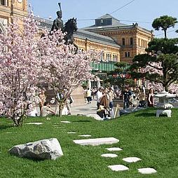 Japanische Kirschblüte in Hannover